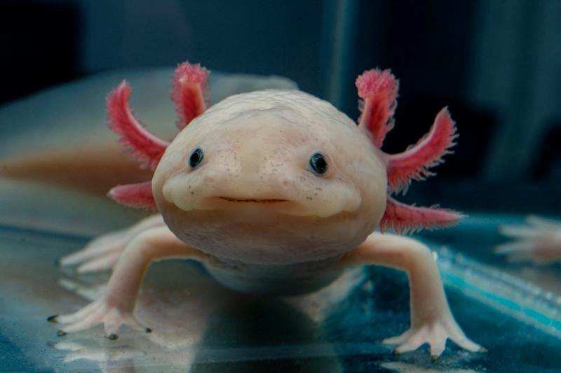 6. Axolotle mają ogromny genom