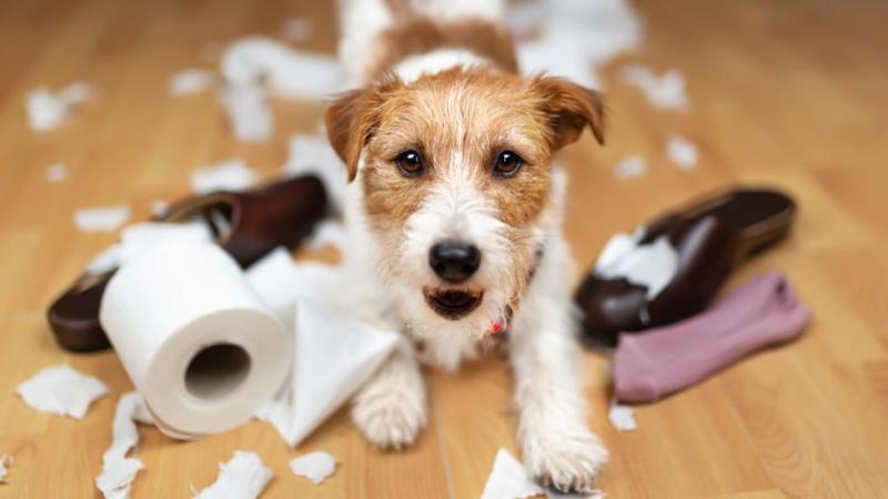 Co to jest żarłoczność u psów? Nasz weterynarz omawia przyczyny, objawy i leczenie