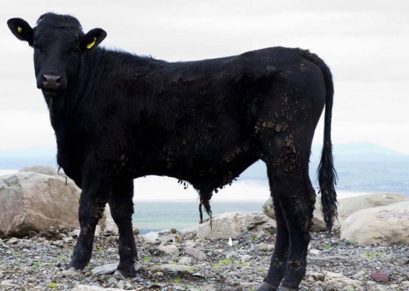 Charakterystyka czarnego bydła walijskiego
