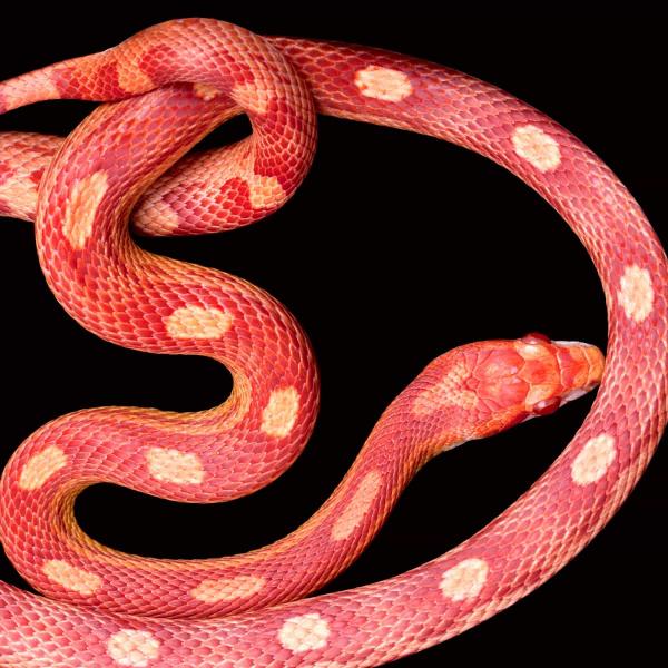 3. Anerythristic B Corn Snake