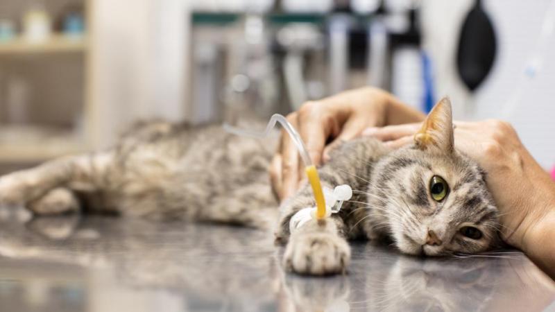 Zatrucie u kota: Jak to się dzieje, objawy i opieka (odpowiedź weterynarza)