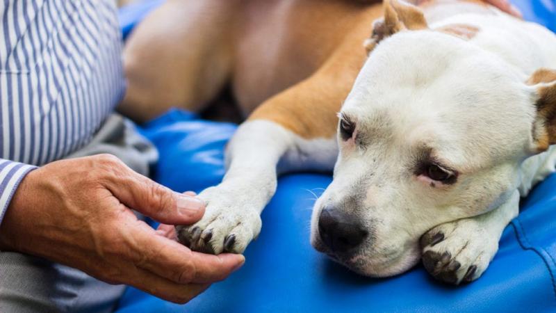 Czy podawanie ibuprofenu psom jest bezpieczne?
