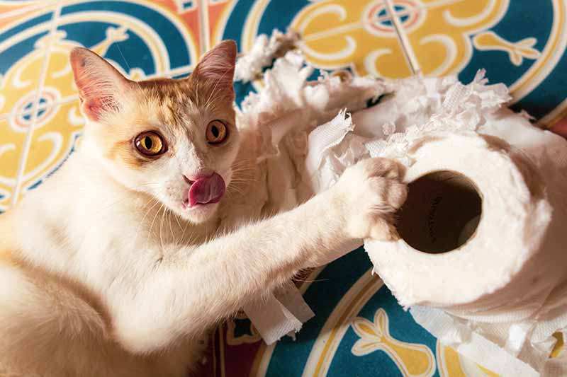 Dlaczego koty są tak ciekawskie? Wyjaśnienie kocich zachowań