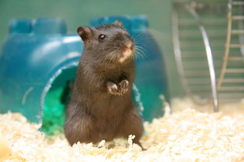 15 zabawnych faktów o myszoskoczkach, które warto znać
