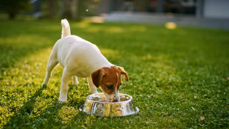 Jedną z kluczowych zalet karmy dla psów Iams jest nacisk na białko zwierzęce. Psy są z natury mięsożercami, a ich dieta powinna składać się przede wszystkim z wysokiej jakości mięsa i drobiu. Iams zdaje sobie z tego sprawę i zapewnia, że ich karma dla psów zawiera prawdziwe mięso jako główny składnik. Zapewnia to psom nie tylko pyszny i smaczny posiłek, ale także dostarcza im niezbędnych aminokwasów i składników odżywczych dla rozwoju mięśni i ogólnej witalności.