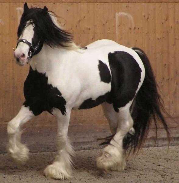 5. Kerry Bog Pony