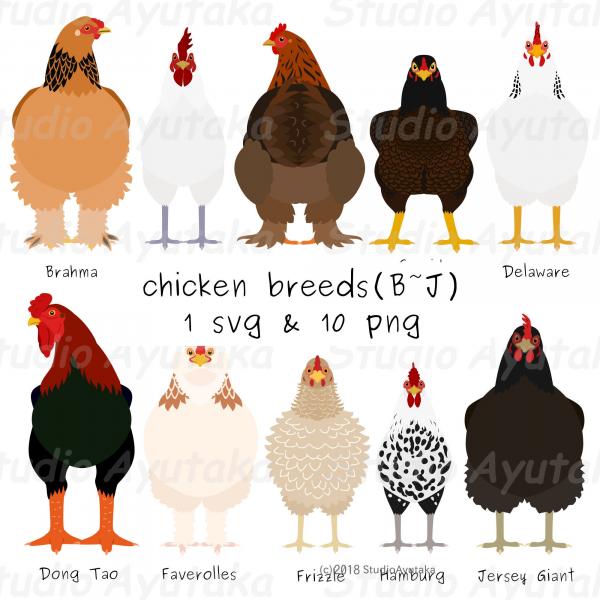 7 afrykańskich ras kurczaków hodowanych w celach spożywczych: