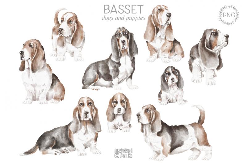 7. Bassetoodle