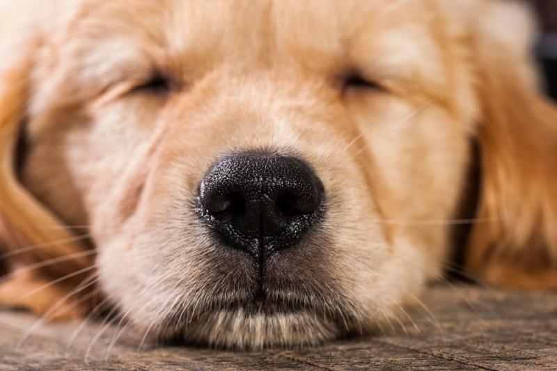 Czy psi nos może wyczuwać ciepło? Co nauka ma do powiedzenia
