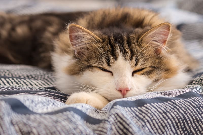 Dlaczego koty śpią tak dużo?