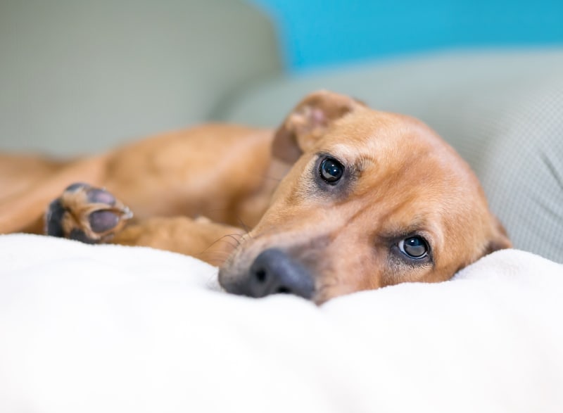 Odwodnienie u psów: nasz weterynarz wyjaśnia przyczyny, objawy i leczenie