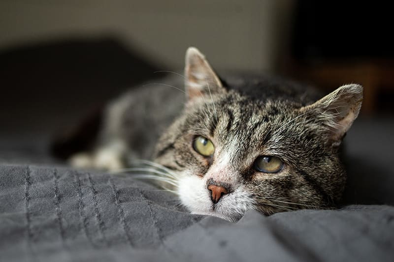 Jakie są objawy niedoboru tiaminy u kotów?