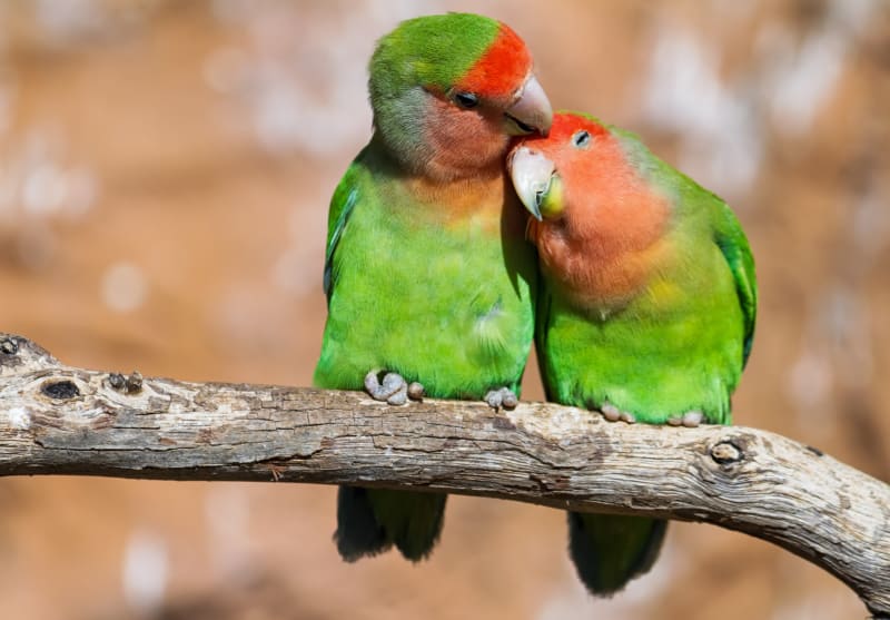 10 rodzajów papug domowych: Wskazówki dotyczące pielęgnacji, fakty i zdjęcia (Odpowiedzi naszego weterynarza)