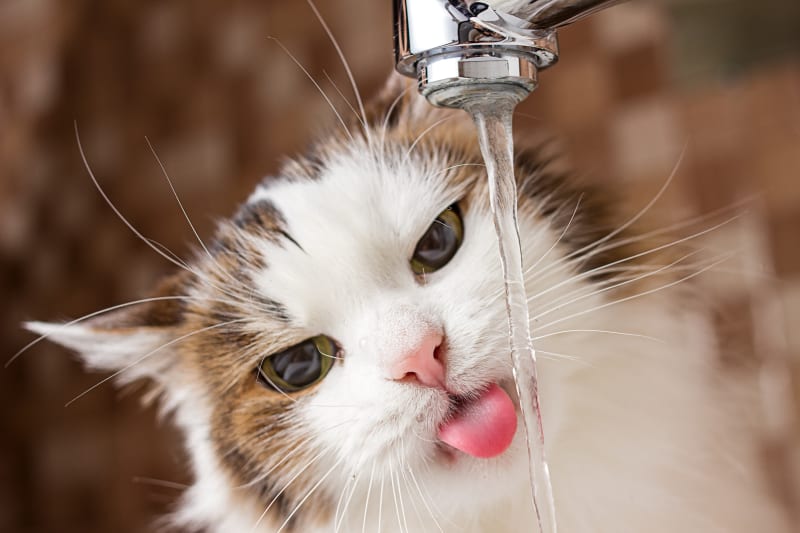 4 prawdopodobne powody, dla których Twój kot nie pije wody