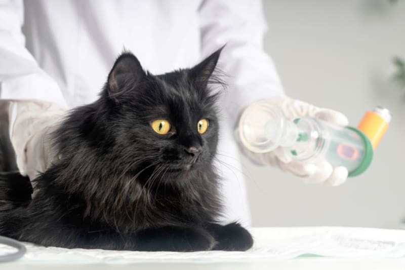Jakie są objawy astmy u kotów?
