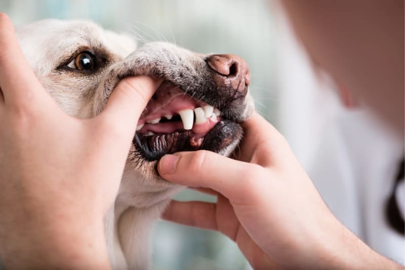 Jak czyścić zęby psa: 5 wskazówek zatwierdzonych przez weterynarza
