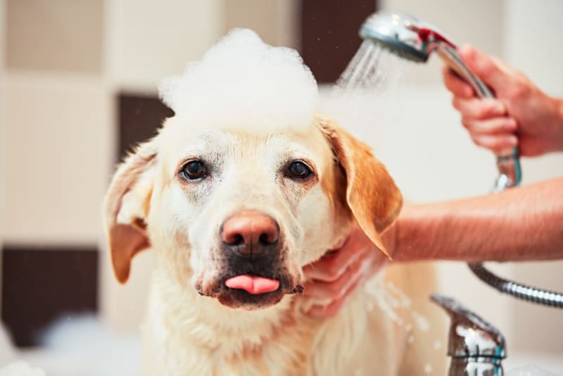 Jak często należy kąpać psa? (Odpowiedź weterynarza)