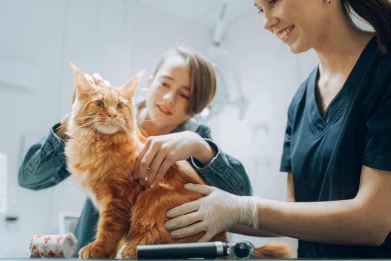 Typowe badania krwi dla kotów