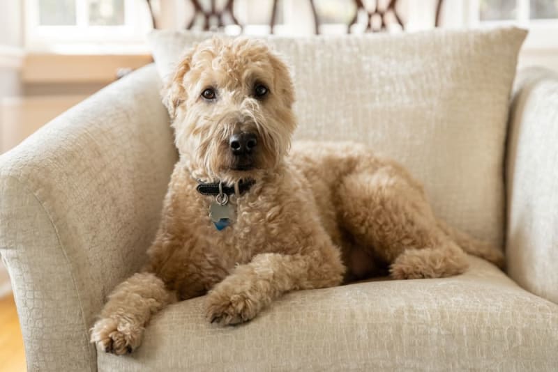 12 powodów, dla których warto adoptować psa ze schroniska