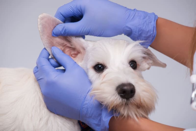 Jak leczyć krwiaki ucha u psów?