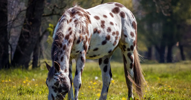 Koń Appaloosa: informacje, zdjęcia, temperament i cechy