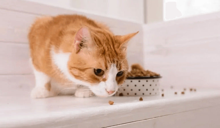 4 najczęstsze powody, dla których koty wyjmują jedzenie z miski, aby się najeść