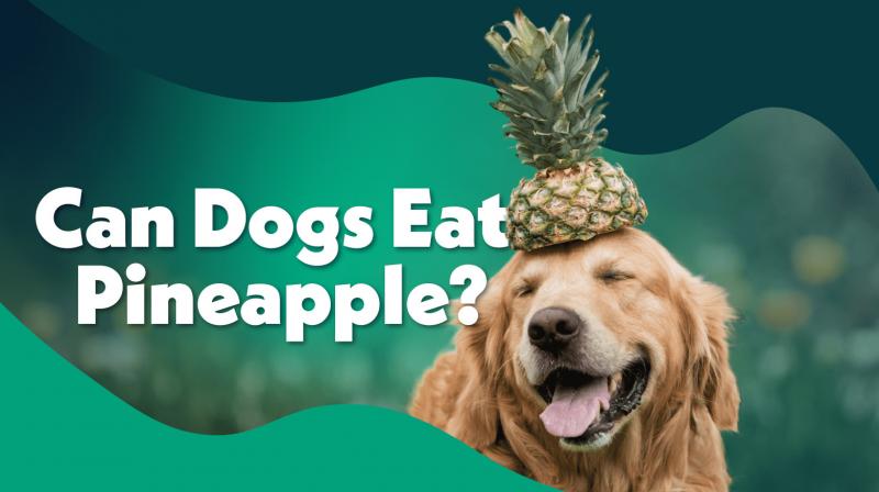 Karmienie psa ananasem: Właściwy sposób
