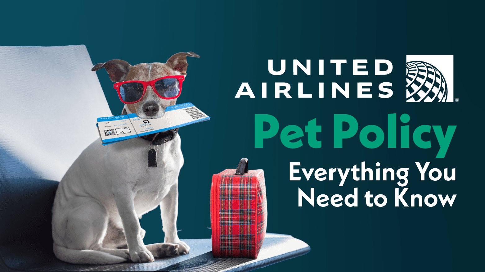 Jakie rodzaje karmy dla psów są dozwolone w samolotach?