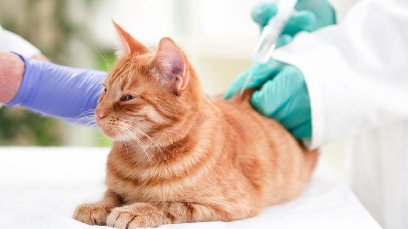 Opieka weterynaryjna na poszczególnych etapach życia kota