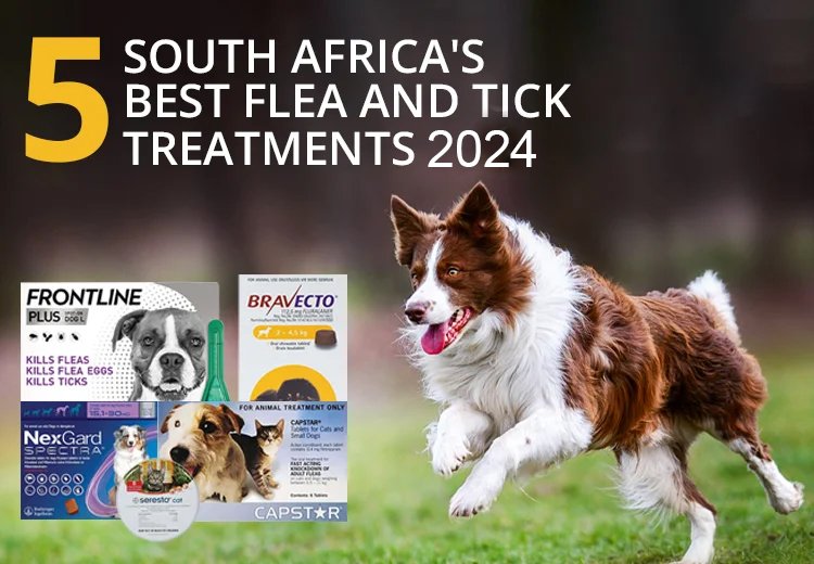 5 najlepszych tabletek na pchły i kleszcze dla psów w 2024 roku - recenzje i najlepsze propozycje