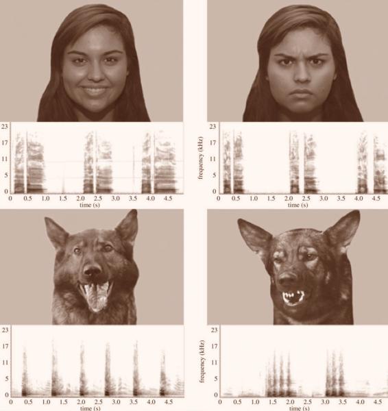 Czynniki wpływające na to, jak psy postrzegają ludzi