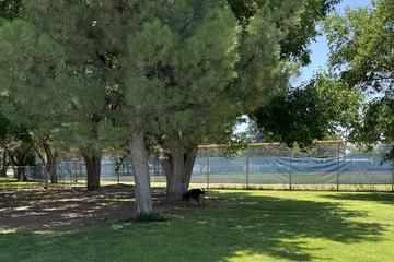 14 niesamowitych parków dla psów w Albuquerque, NM, które możesz odwiedzić już dziś