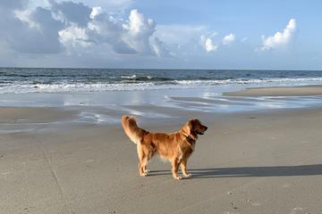 2. Van Horne Avenue Beach: Jeśli wolisz trzymać psa na smyczy, Van Horne Avenue Beach jest idealną opcją. Dzięki szerokiej, piaszczystej plaży i łagodnym falom jest to świetne miejsce na spacer lub kąpiel. Pamiętaj, aby zabrać ze sobą ręcznik i trochę wody, aby Twój pies był nawodniony.