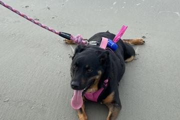 6 najlepszych plaż przyjaznych psom w pobliżu wyspy Tybee: Pies na smyczy i bez smyczy - miejsca, do których warto się wybrać