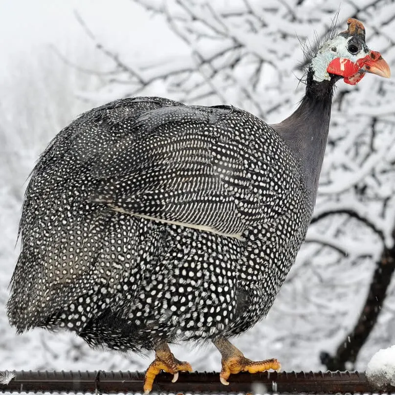 6 rodzajów perliczek: Kolory i gatunki (ze zdjęciami)