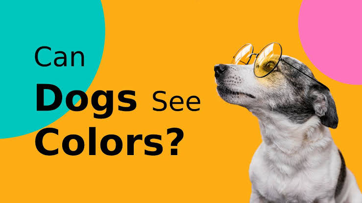 Co kolor oznacza dla psa?