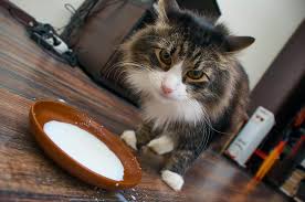 Czy można podawać kotu mleko owsiane?