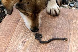 Czy pies może wyczuć węże? Psie fakty i najczęściej zadawane pytania