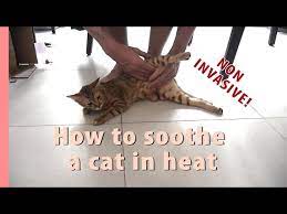 2. Użyj naturalnych środków i feromonów, aby uspokoić kotkę