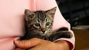 Czy kładzenie się na klatce piersiowej jest bezpieczne dla kotów?