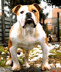 Dorset Olde Tyme Bulldogge: przewodnik po rasie, zdjęcia, informacje, pielęgnacja i więcej!