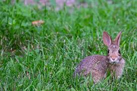 7 ras dzikich królików (ze zdjęciami)