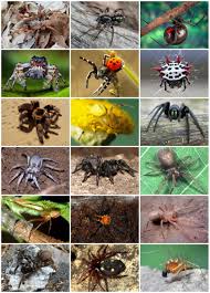 7. Należy zabijać znalezione pająki