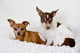 1. American Bullrat Terrier (szczurołap x buldog amerykański)