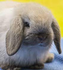 4. Mini angielski królik angorski
