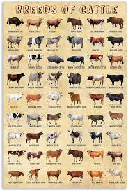 22 brytyjskie rasy bydła (ze zdjęciami)