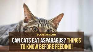 Czy koty lubią szparagi?