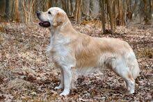 Czy czarny golden retriever jest dobrym zwierzakiem?