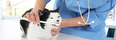 Czyszczenie zębów u kota: Czy to konieczne? (Porada zatwierdzona przez weterynarza)