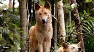 Przegląd psów dingo